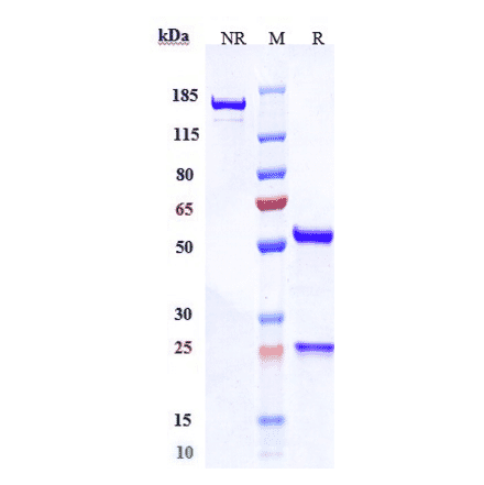 SDS-PAGE - Anti-LI Cadherin Antibody [10C12] - Low endotoxin, Azide free (A324128) - Antibodies.com