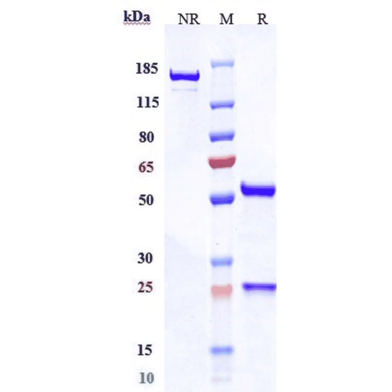 SDS-PAGE - Anti-LI Cadherin Antibody [10C12] - Low endotoxin, Azide free (A324128) - Antibodies.com