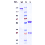 SDS-PAGE - Anti-LI Cadherin Antibody [10C12] - Low endotoxin, Azide free (A324128) - Antibodies.com
