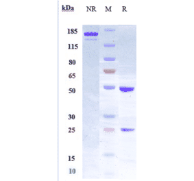 SDS-PAGE - Anti-LIF Antibody [MSC-1] - Low endotoxin, Azide free (A324130) - Antibodies.com
