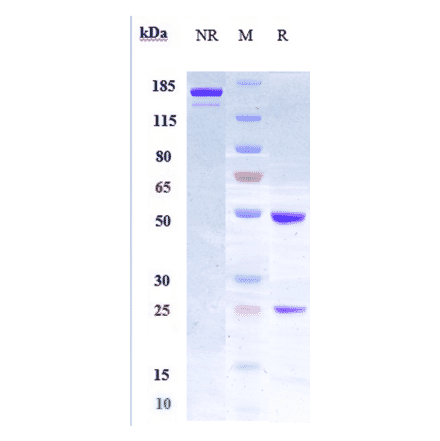 SDS-PAGE - Anti-LIF Antibody [MSC-1] - Low endotoxin, Azide free (A324130) - Antibodies.com