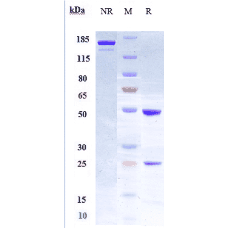 SDS-PAGE - Anti-LIF Antibody [MSC-1] - Low endotoxin, Azide free (A324130) - Antibodies.com