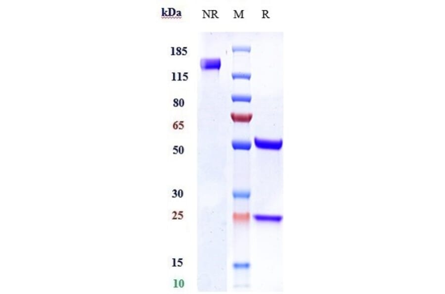 SDS-PAGE - Anti-LY6E/SCA-2 Antibody [RG7841] - Low endotoxin, Azide free (A324132) - Antibodies.com