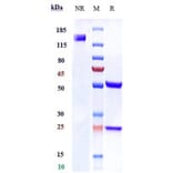 SDS-PAGE - Anti-LY6E/SCA-2 Antibody [RG7841] - Low endotoxin, Azide free (A324132) - Antibodies.com