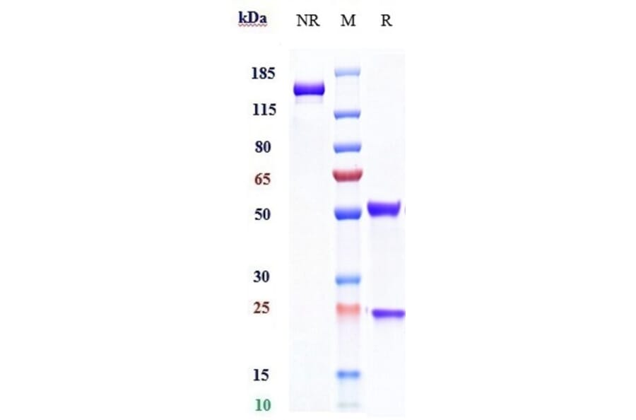 SDS-PAGE - Anti-LY75/DEC-205 Antibody [CDX-1401] - Low endotoxin, Azide free (A324133) - Antibodies.com