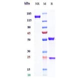 SDS-PAGE - Anti-LY75/DEC-205 Antibody [CDX-1401] - Low endotoxin, Azide free (A324133) - Antibodies.com
