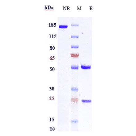 SDS-PAGE - Anti-Macrophage Inflammatory Protein 3 alpha Antibody [GSK3050002] - Low endotoxin, Azide free (A324135) - Antibodies.com