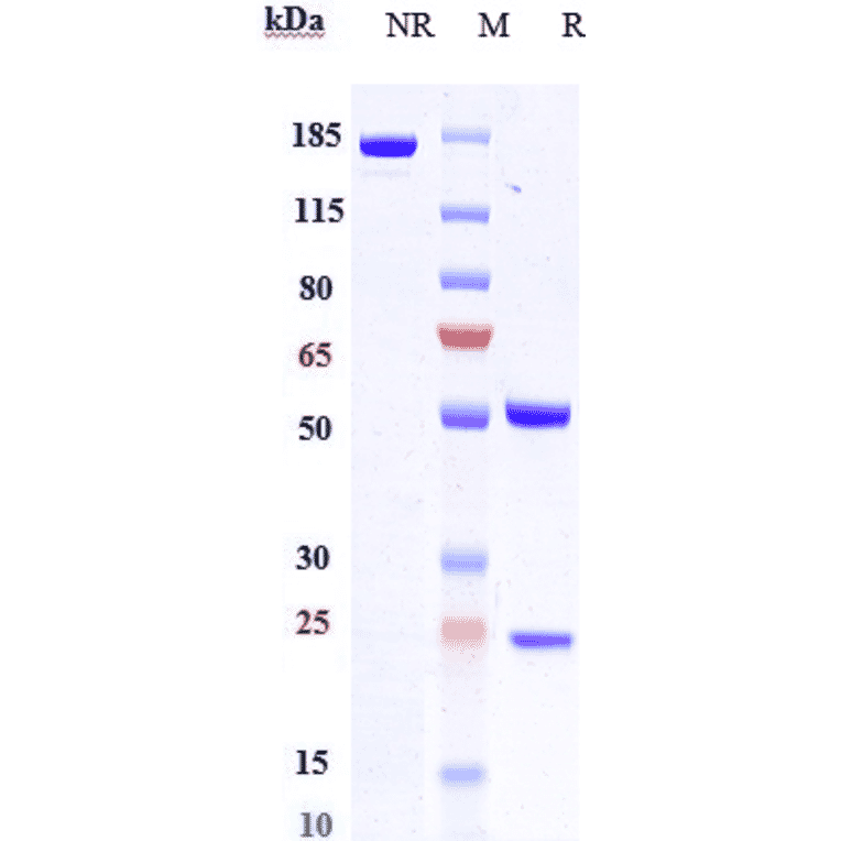 SDS-PAGE - Anti-Macrophage Inflammatory Protein 3 alpha Antibody [GSK3050002] - Low endotoxin, Azide free (A324135) - Antibodies.com