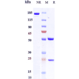 SDS-PAGE - Anti-Macrophage Inflammatory Protein 3 alpha Antibody [GSK3050002] - Low endotoxin, Azide free (A324135) - Antibodies.com