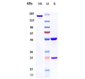 SDS-PAGE - Anti-MAGE3 Antibody [Research Grade Biosimilar] - Low endotoxin, Azide free (A324136) - Antibodies.com