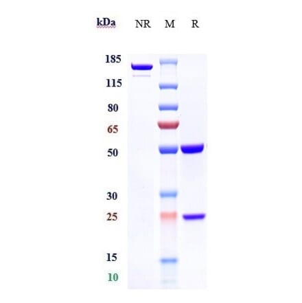 SDS-PAGE - Anti-MAGE3 Antibody [Research Grade Biosimilar] - Low endotoxin, Azide free (A324136) - Antibodies.com