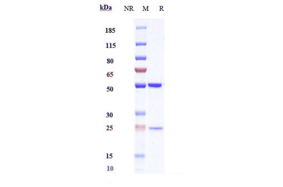SDS-PAGE - Anti-MAGEA4 Antibody [IMC-C103C] - Low endotoxin, Azide free (A324137) - Antibodies.com