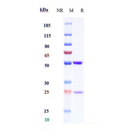 SDS-PAGE - Anti-MAGEA4 Antibody [IMC-C103C] - Low endotoxin, Azide free (A324137) - Antibodies.com