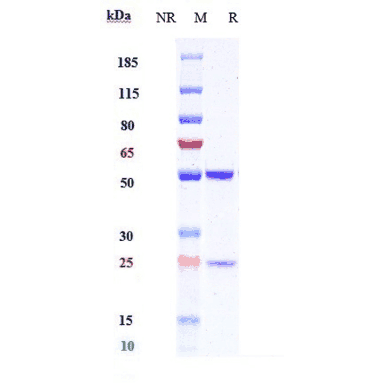 SDS-PAGE - Anti-MAGEA4 Antibody [IMC-C103C] - Low endotoxin, Azide free (A324137) - Antibodies.com