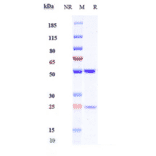 SDS-PAGE - Anti-MAGEA4 Antibody [IMC-C103C] - Low endotoxin, Azide free (A324137) - Antibodies.com