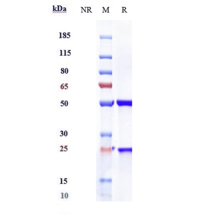 SDS-PAGE - Anti-Mesothelin Antibody [Research Grade Biosimilar] - Low endotoxin, Azide free (A324143) - Antibodies.com