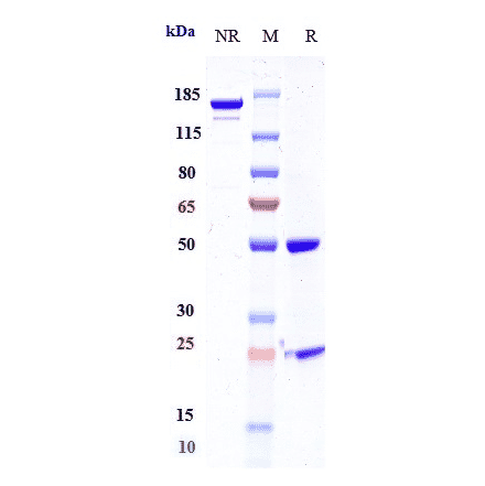 SDS-PAGE - Anti-Mesothelin Antibody [BMS-986148] - Low endotoxin, Azide free (A324144) - Antibodies.com