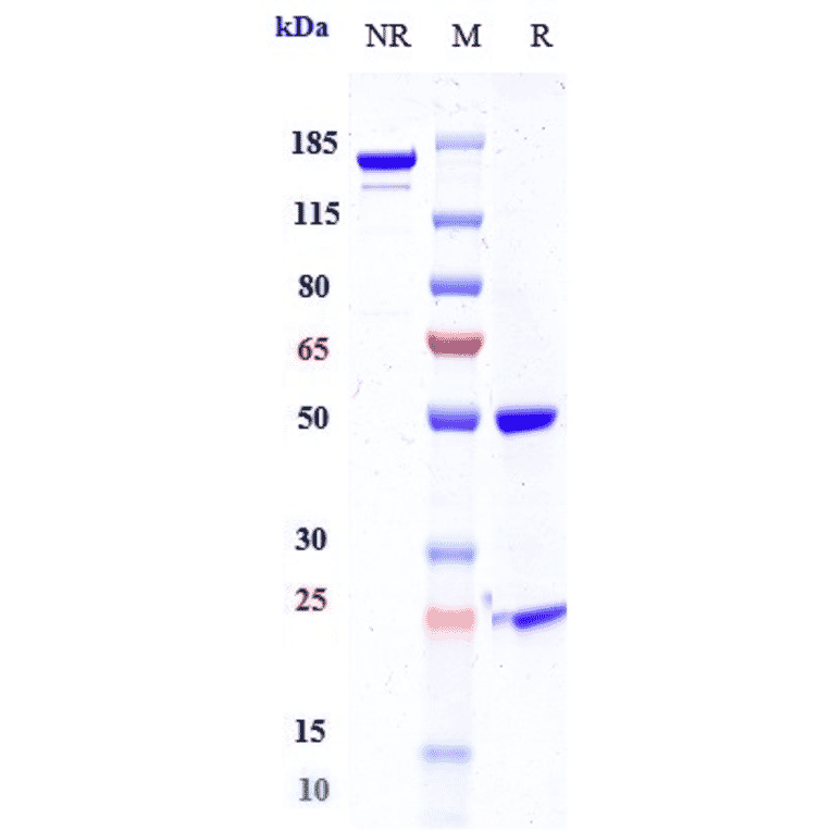 SDS-PAGE - Anti-Mesothelin Antibody [BMS-986148] - Low endotoxin, Azide free (A324144) - Antibodies.com