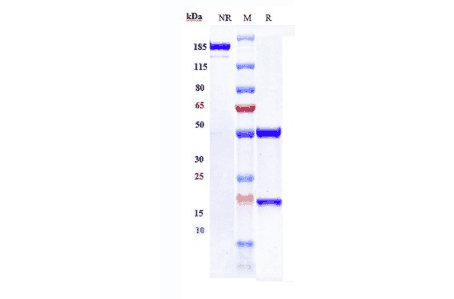 SDS-PAGE - Anti-Met (c-Met) Antibody [Research Grade Biosimilar] - Low endotoxin, Azide free (A324146) - Antibodies.com