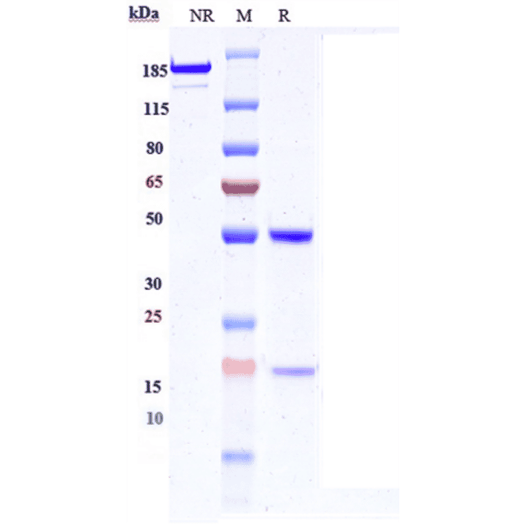 SDS-PAGE - Anti-Met (c-Met) Antibody [Research Grade Biosimilar] - Low endotoxin, Azide free (A324147) - Antibodies.com