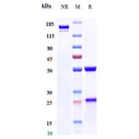 SDS-PAGE - Anti-MFI2/MTf Antibody [SC-005] - Low endotoxin, Azide free (A324148) - Antibodies.com