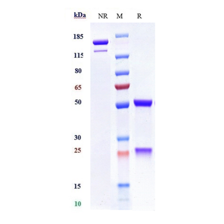 SDS-PAGE - Anti-MICA Antibody [CLN-619] - Low endotoxin, Azide free (A324149) - Antibodies.com