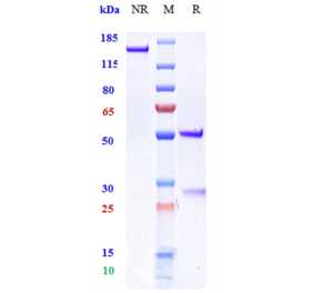 SDS-PAGE - Anti-MICB Antibody [Research Grade Biosimilar] - Low endotoxin, Azide free (A324150) - Antibodies.com