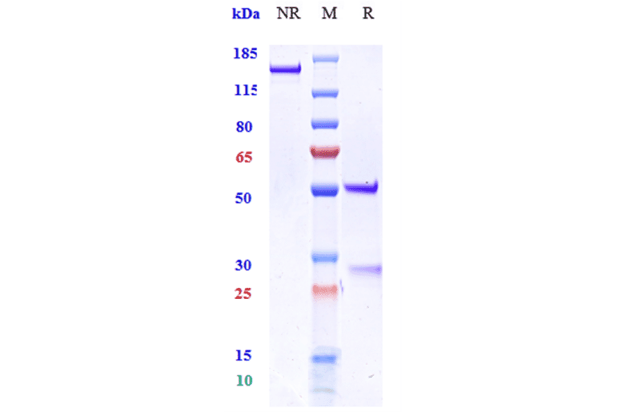 SDS-PAGE - Anti-MICB Antibody [Research Grade Biosimilar] - Low endotoxin, Azide free (A324150) - Antibodies.com