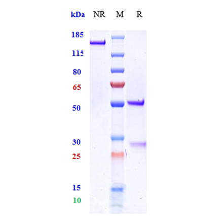 SDS-PAGE - Anti-MICB Antibody [Research Grade Biosimilar] - Low endotoxin, Azide free (A324150) - Antibodies.com