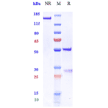 SDS-PAGE - Anti-MICB Antibody [Research Grade Biosimilar] - Low endotoxin, Azide free (A324150) - Antibodies.com