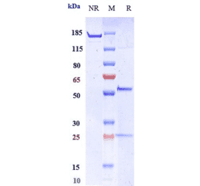 SDS-PAGE - Anti-MMP9 Antibody [Research Grade Biosimilar] - Low endotoxin, Azide free (A324151) - Antibodies.com