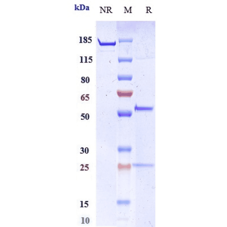SDS-PAGE - Anti-MMP9 Antibody [Research Grade Biosimilar] - Low endotoxin, Azide free (A324151) - Antibodies.com