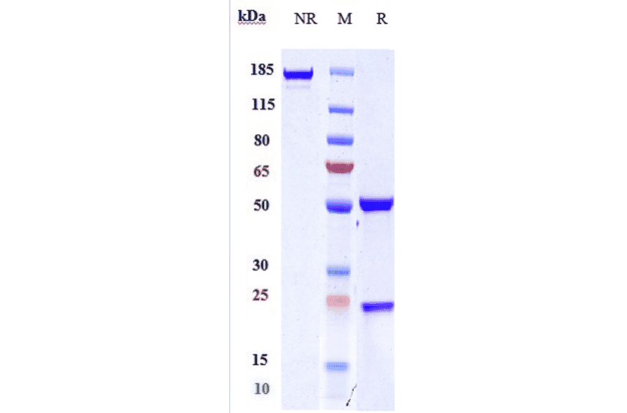 SDS-PAGE - Anti-MRC2/ENDO180 Antibody [Research Grade Biosimilar] - Low endotoxin, Azide free (A324154) - Antibodies.com