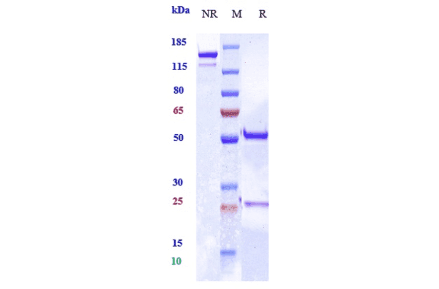 SDS-PAGE - Anti-MRC2/ENDO180 Antibody [Research Grade Biosimilar] - Low endotoxin, Azide free (A324155) - Antibodies.com