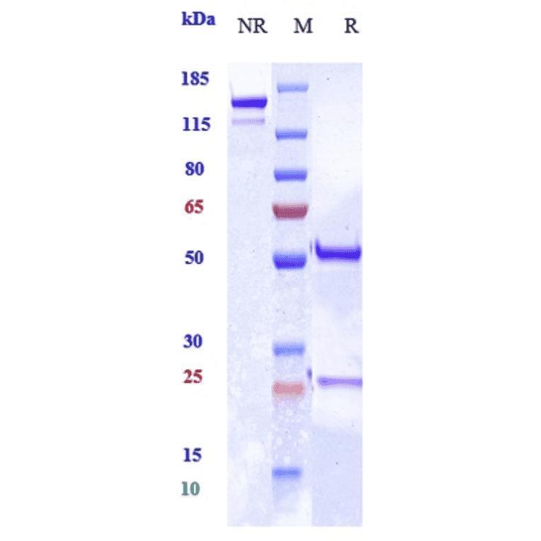 SDS-PAGE - Anti-MRC2/ENDO180 Antibody [Research Grade Biosimilar] - Low endotoxin, Azide free (A324155) - Antibodies.com