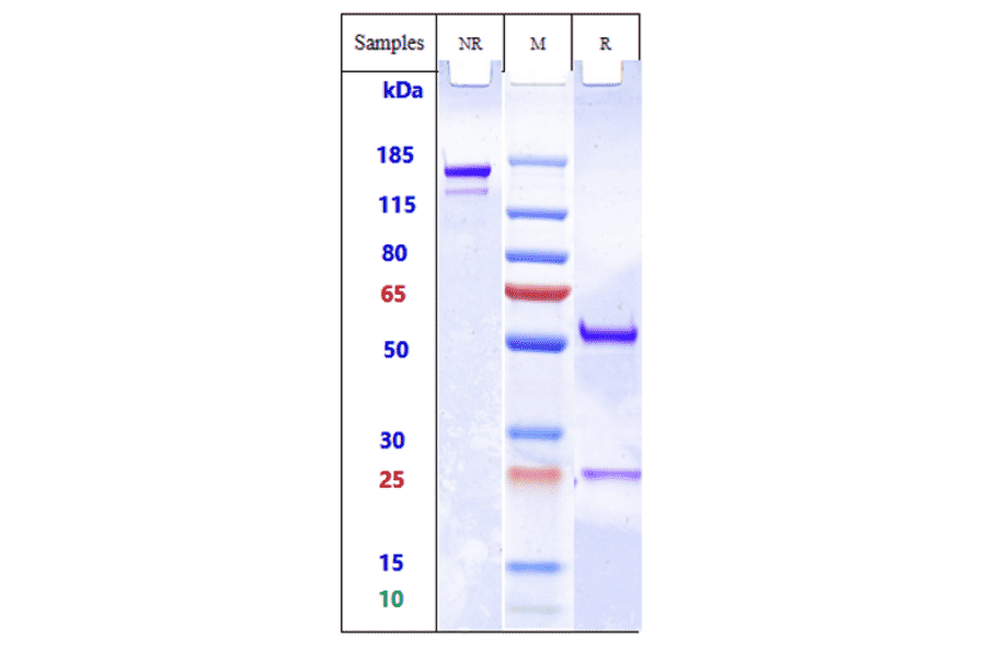 SDS-PAGE - Anti-MRC2/ENDO180 Antibody [Research Grade Biosimilar] - Low endotoxin, Azide free (A324156) - Antibodies.com
