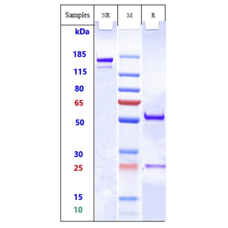 SDS-PAGE - Anti-MRC2/ENDO180 Antibody [Research Grade Biosimilar] - Low endotoxin, Azide free (A324156) - Antibodies.com