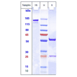 SDS-PAGE - Anti-MRC2/ENDO180 Antibody [Research Grade Biosimilar] - Low endotoxin, Azide free (A324156) - Antibodies.com