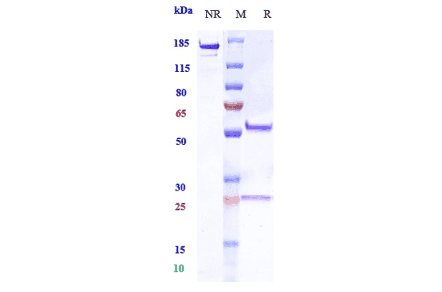 SDS-PAGE - Anti-MUC17 Antibody [Research Grade Biosimilar] - Low endotoxin, Azide free (A324158) - Antibodies.com