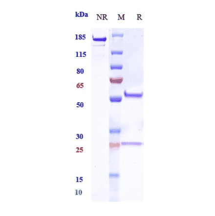 SDS-PAGE - Anti-MUC17 Antibody [Research Grade Biosimilar] - Low endotoxin, Azide free (A324158) - Antibodies.com