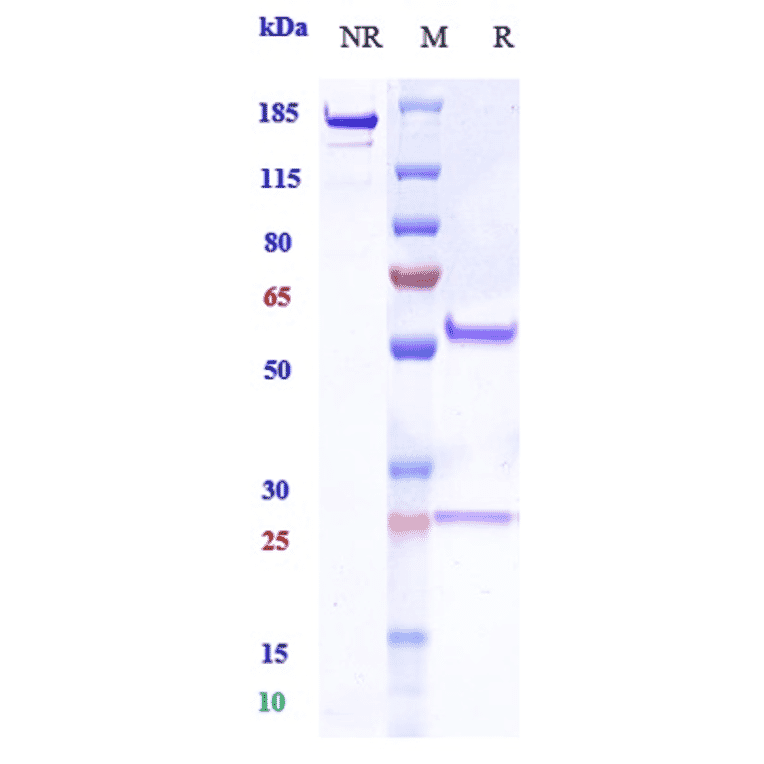 SDS-PAGE - Anti-MUC17 Antibody [Research Grade Biosimilar] - Low endotoxin, Azide free (A324158) - Antibodies.com