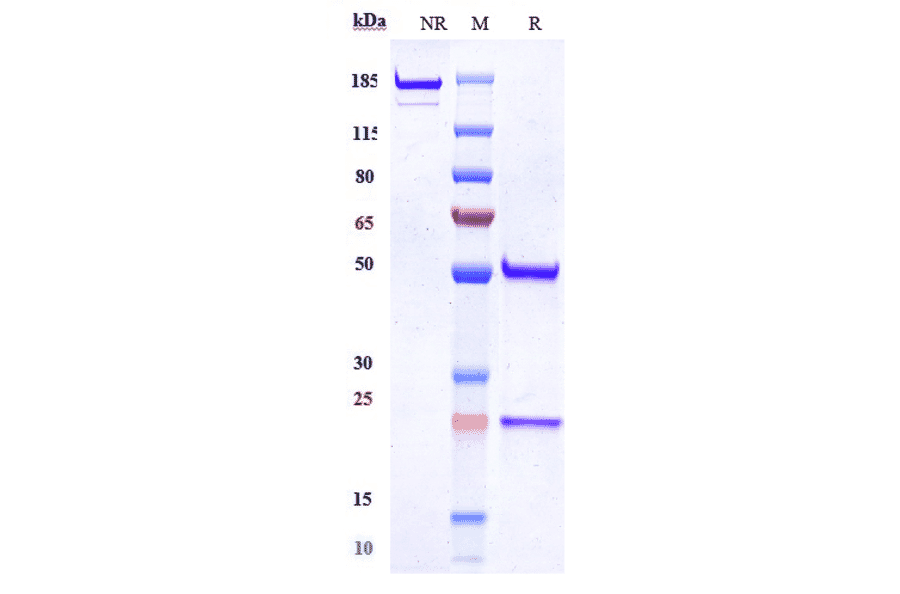 SDS-PAGE - Anti-MUSK Antibody [Research Grade Biosimilar] - Low endotoxin, Azide free (A324159) - Antibodies.com