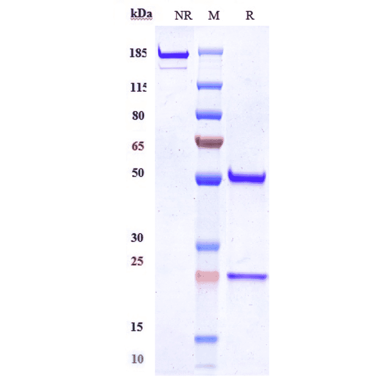 SDS-PAGE - Anti-MUSK Antibody [Research Grade Biosimilar] - Low endotoxin, Azide free (A324159) - Antibodies.com