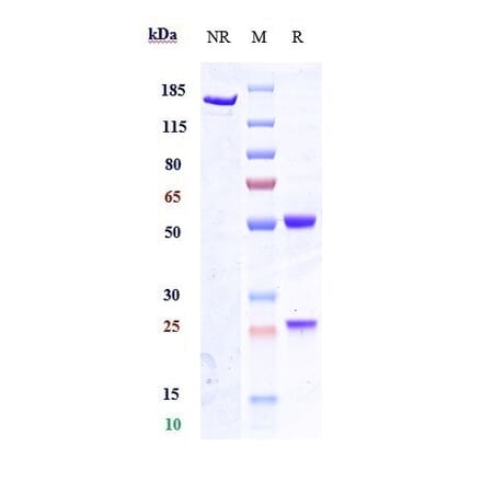 SDS-PAGE - Anti-Nav1.7 Antibody [Research Grade Biosimilar] - Low endotoxin, Azide free (A324160) - Antibodies.com