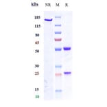 SDS-PAGE - Anti-Nav1.7 Antibody [Research Grade Biosimilar] - Low endotoxin, Azide free (A324160) - Antibodies.com