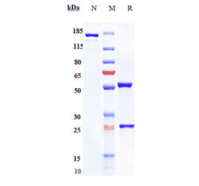 SDS-PAGE - Anti-NGF Antibody [AS2886401-00] - Low endotoxin, Azide free (A324161) - Antibodies.com
