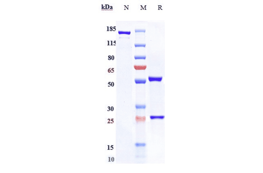 SDS-PAGE - Anti-NGF Antibody [AS2886401-00] - Low endotoxin, Azide free (A324161) - Antibodies.com