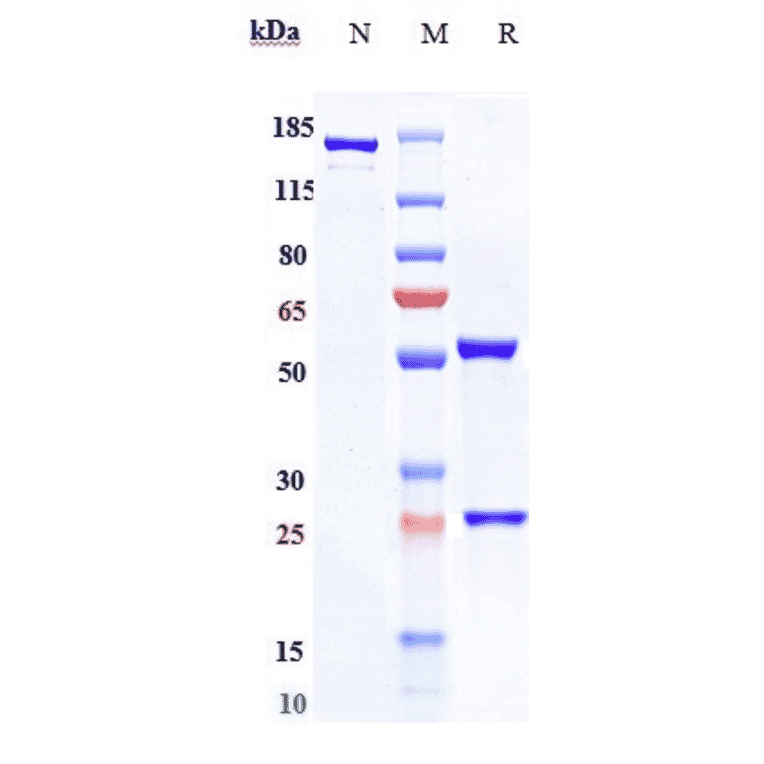 SDS-PAGE - Anti-NGF Antibody [AS2886401-00] - Low endotoxin, Azide free (A324161) - Antibodies.com