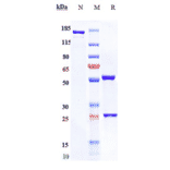 SDS-PAGE - Anti-NGF Antibody [AS2886401-00] - Low endotoxin, Azide free (A324161) - Antibodies.com