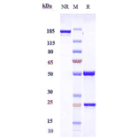 SDS-PAGE - Anti-NGF Antibody [MEDI-578] - Low endotoxin, Azide free (A324162) - Antibodies.com